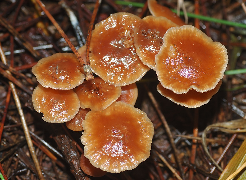 Il mondo dei funghi a Ostia